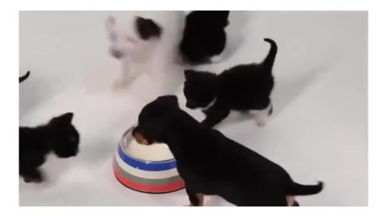 Puppy's meet kittens for the first time