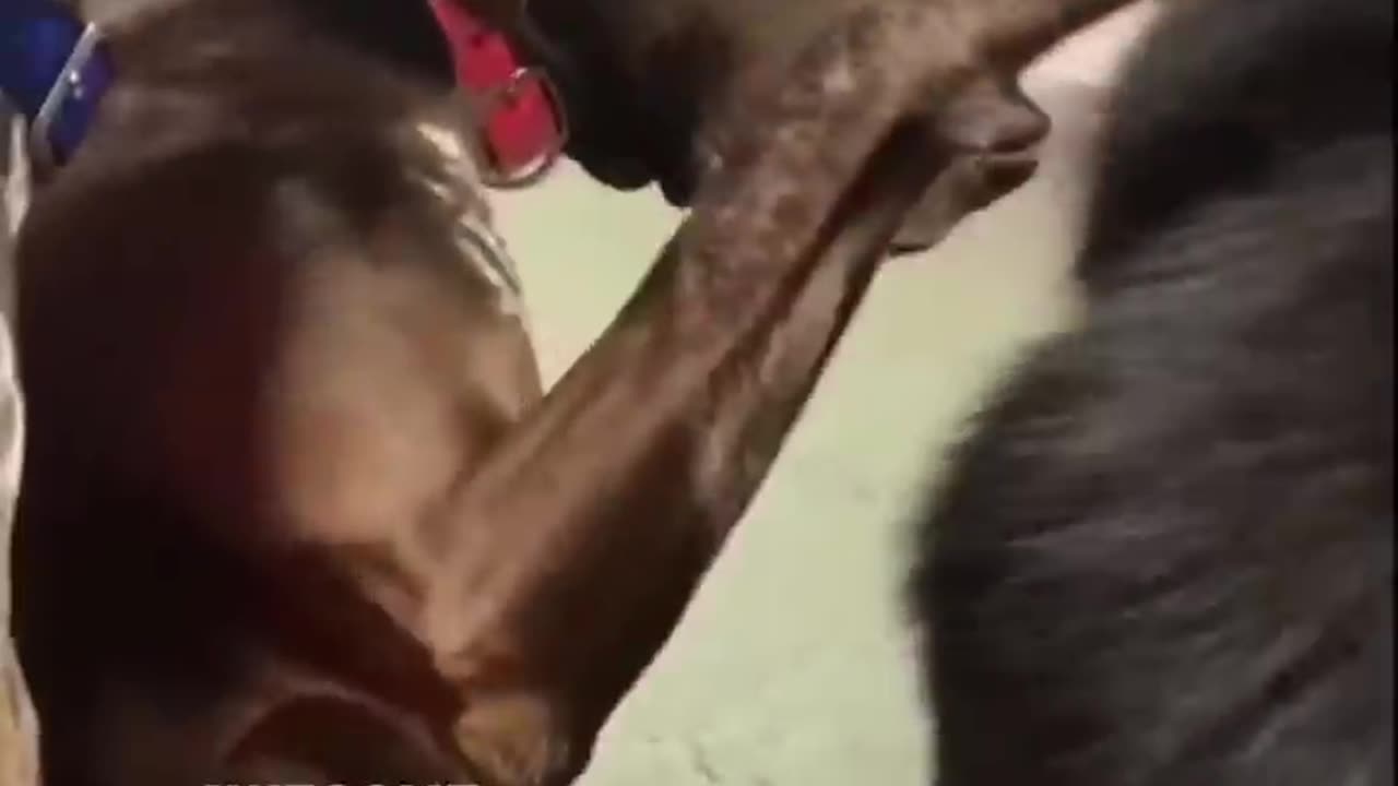 this dog likes to pet other dogs