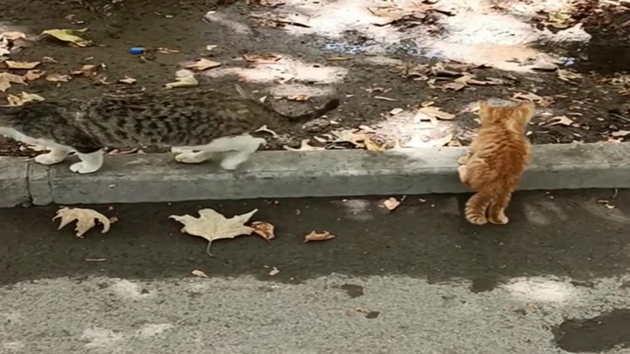 A cute and beautiful cat with her baby