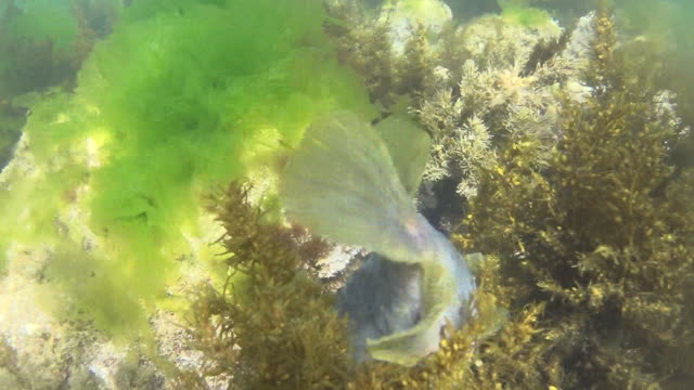 Jawbone Marine Reserve, Melbourne, Aus