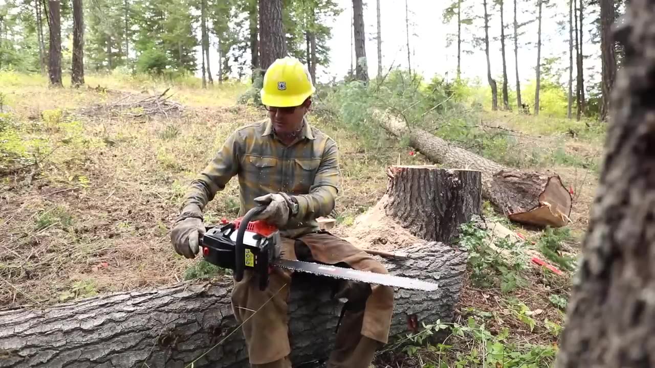 Testing The Cheapest Chainsaw