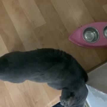 Yeaaah Yeaaah😹😹