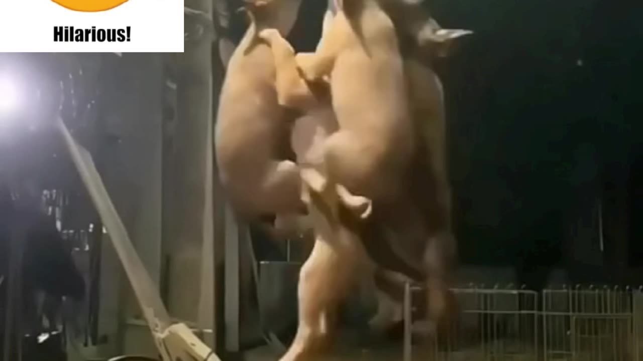 Funny video 🤣😅🤣😂