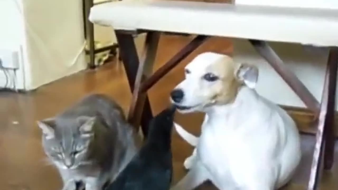 a Bird feeding both the cat and the dog