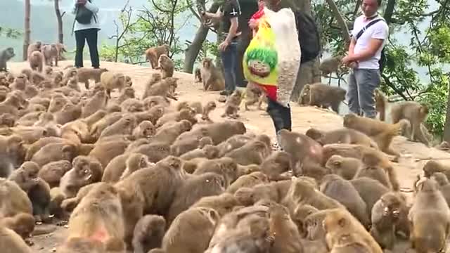 Feeding monkeys