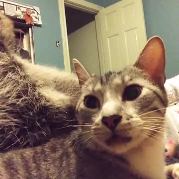 Gato y mapache comparten un adorable momento