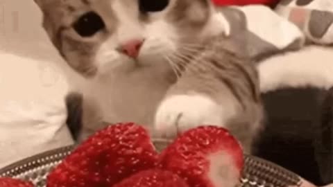 Cute Cat Gif