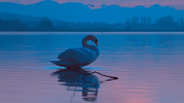 Yoga morning animal@