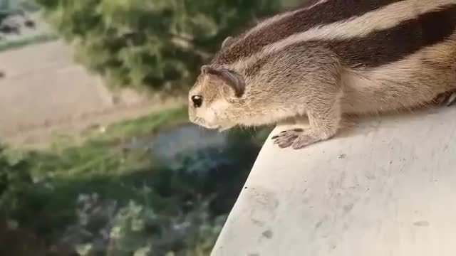 indian squirrel chirping