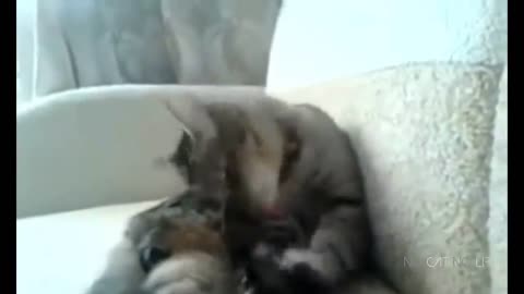 Funny Cats