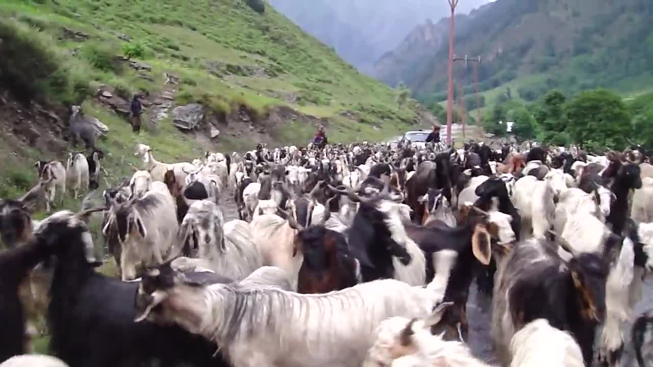 KASHMIR GOATS