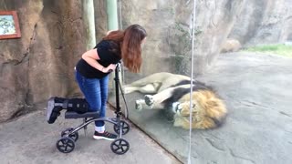 Cuteness of Lion with a Beutiful lady...