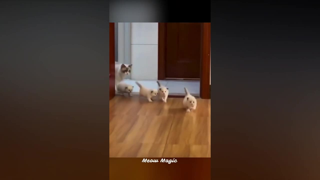 Funny Cat Video