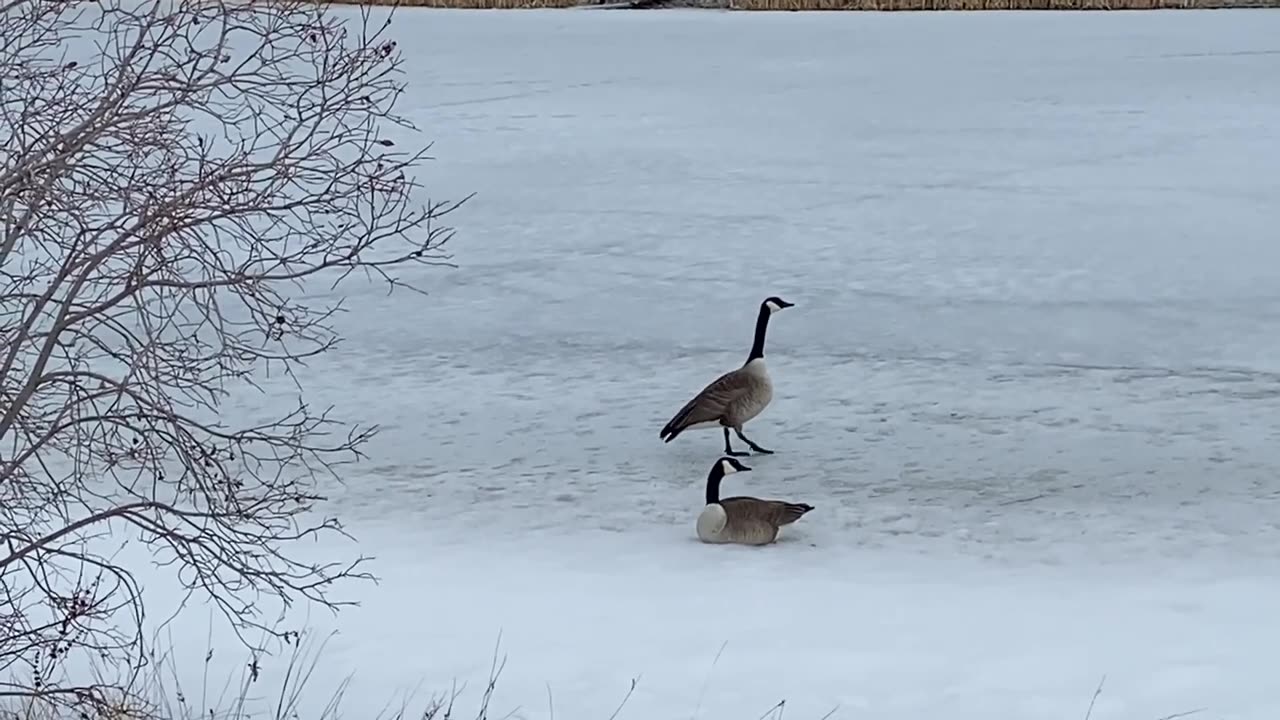 Nature and bird: Embracing winter, goose mates living life on ice