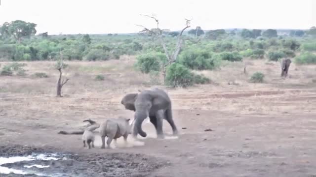 Elephant vs rhino