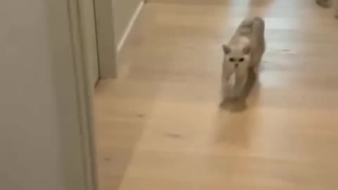 Funny cat movement 🤣🤣