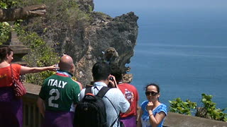 Cheeky Monkey Steals Book from Tourists