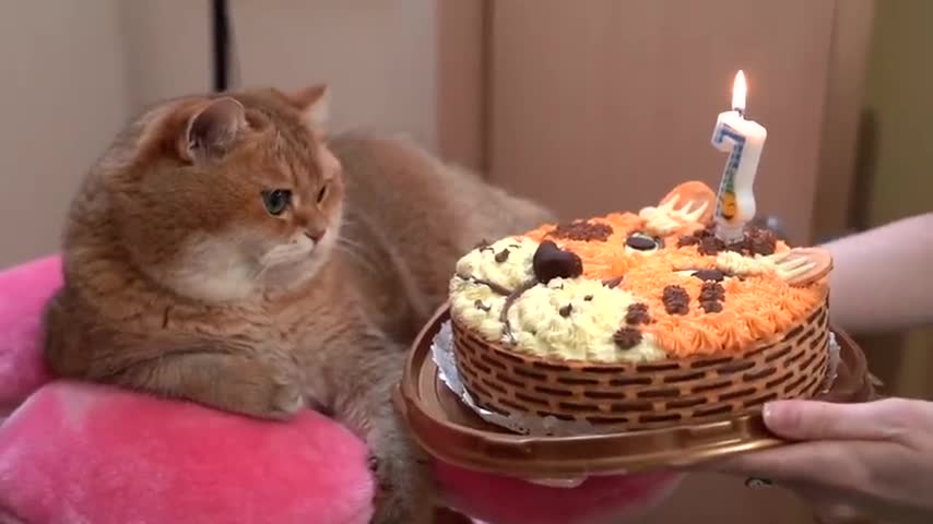 Happy Birthday, Hosico!