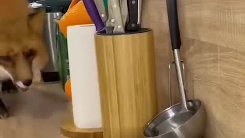 Funny animals - funny cats and dogs- funny animals 2023
