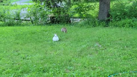 Pet rabbit meets wild rabbit for the first time