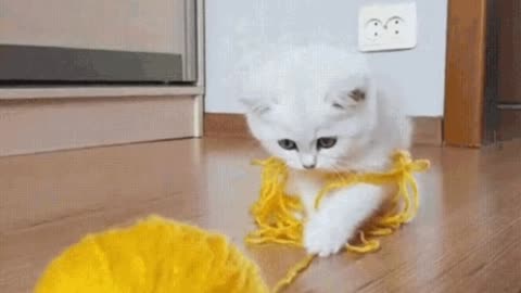 Cute Cat Gif