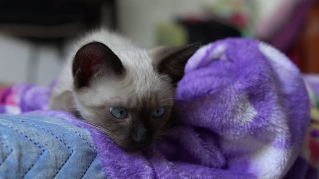 The most beautiful eyes of kitten