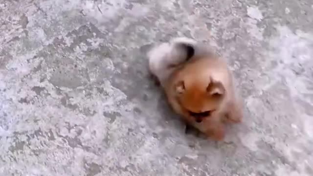 When chased by a dog, just stand still.lol