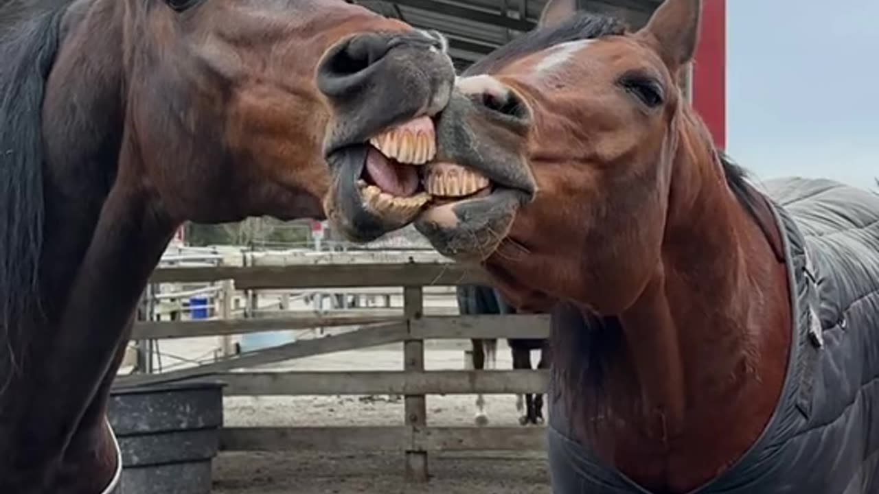 Horses Share Toothy Kiss