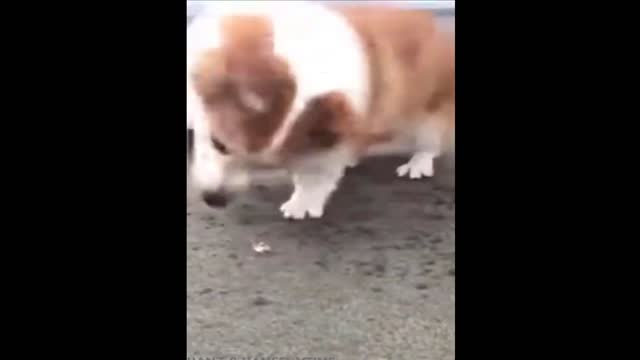 Guess What Did The Corgi Find On The Beach?