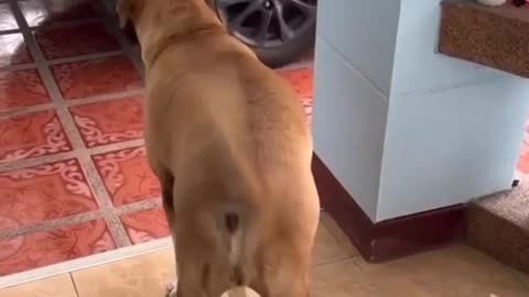 Funny Dog