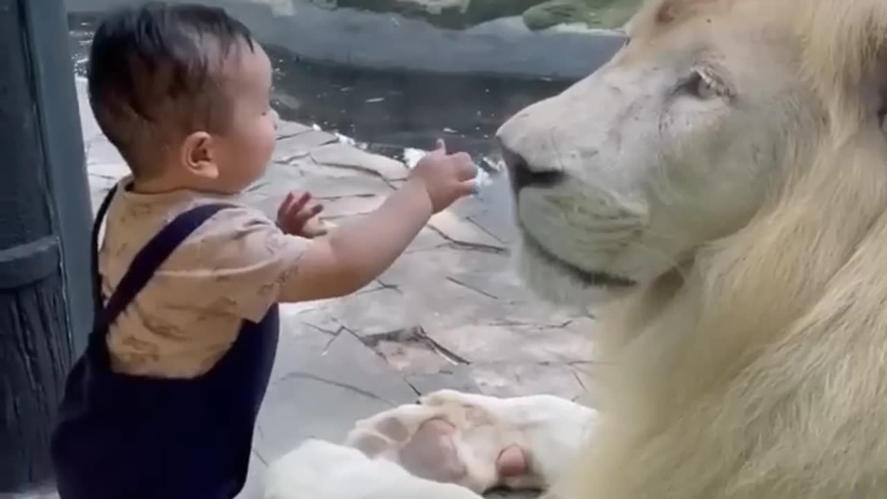 Little baby touching the lion king😯😯