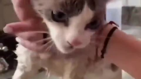 Funny Cat videos compilation