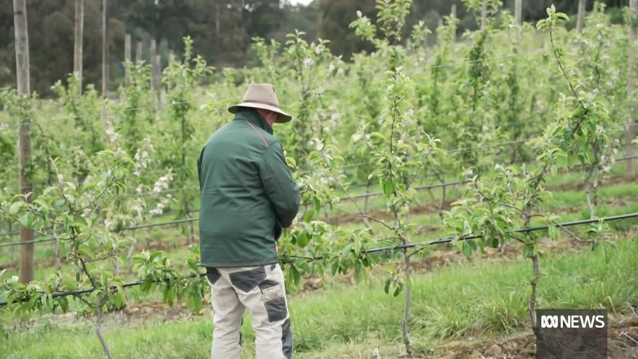 Door opens for US to send apples to Australia | ABC News