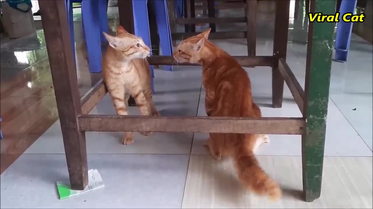 Cats Fighting and Meowing - These Two are Bloody Brothers | Viral 🐈