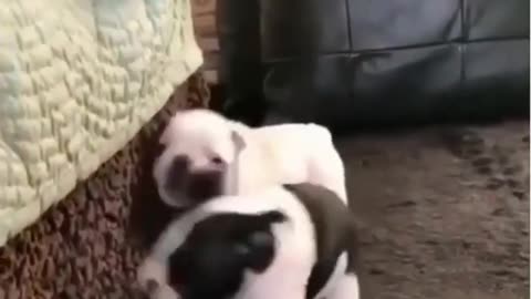 Cute small Dogs Fight with each other