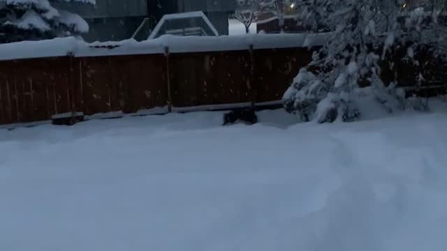 Onyx the Malamute Loves Being Derpy in Two Feet of Snow