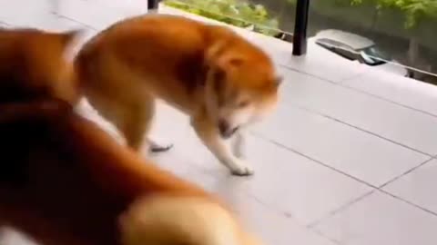 so funny animals😂_ #funny #shorts #funnyvideo #viral