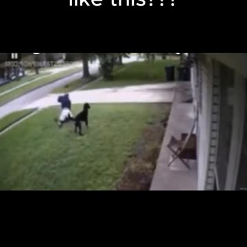 Who Else Would Protect Their Dog Like This?