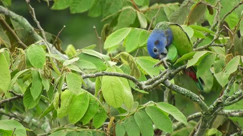 nature bird parrots plumage garden