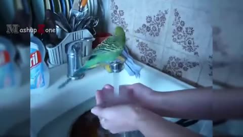 Funnest parrot 🦜