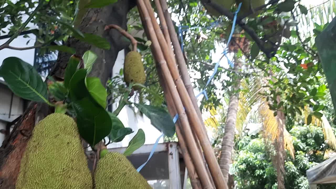 Jackfruit Lots of Fruit Just Always Rotten