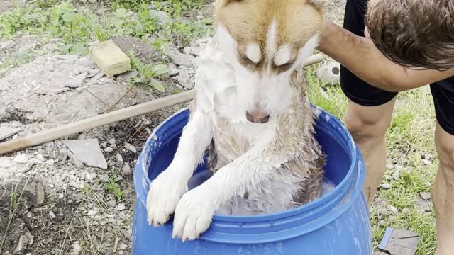 Barrel Bath for Dirty Dog