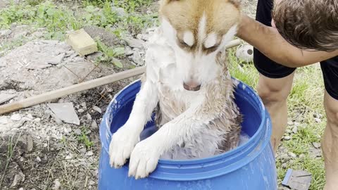 Barrel Bath for Dirty Dog