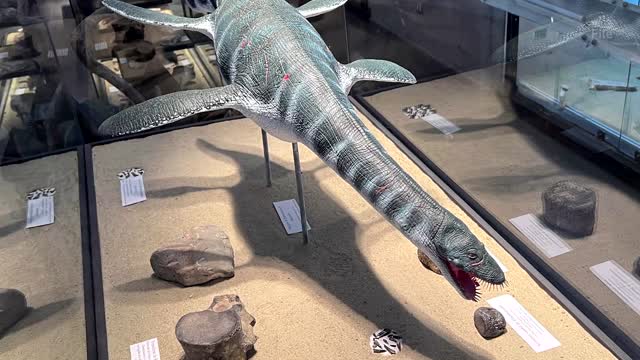 100-million-year-old elasmosaurus found in Australia