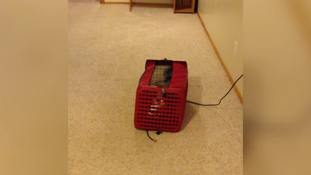 Pup Finds A Creative Way To Get Into The Living Room