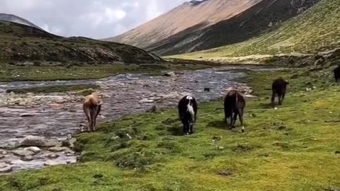 horse grazing