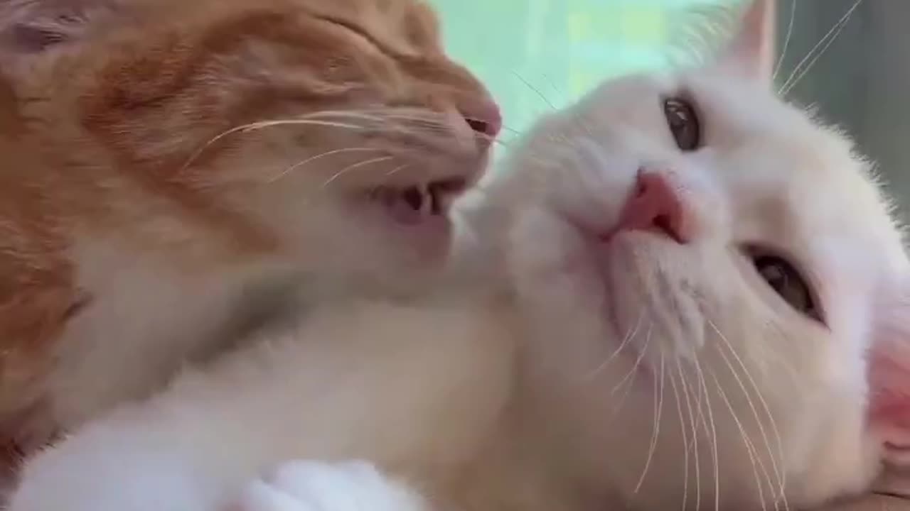 cute cats Love ❤ #viral #cat#animal#shorts#trendig