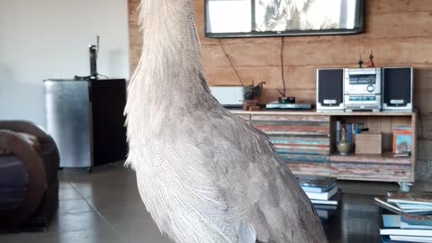 Siriema Sissi the Bird Sings When Owner Asks