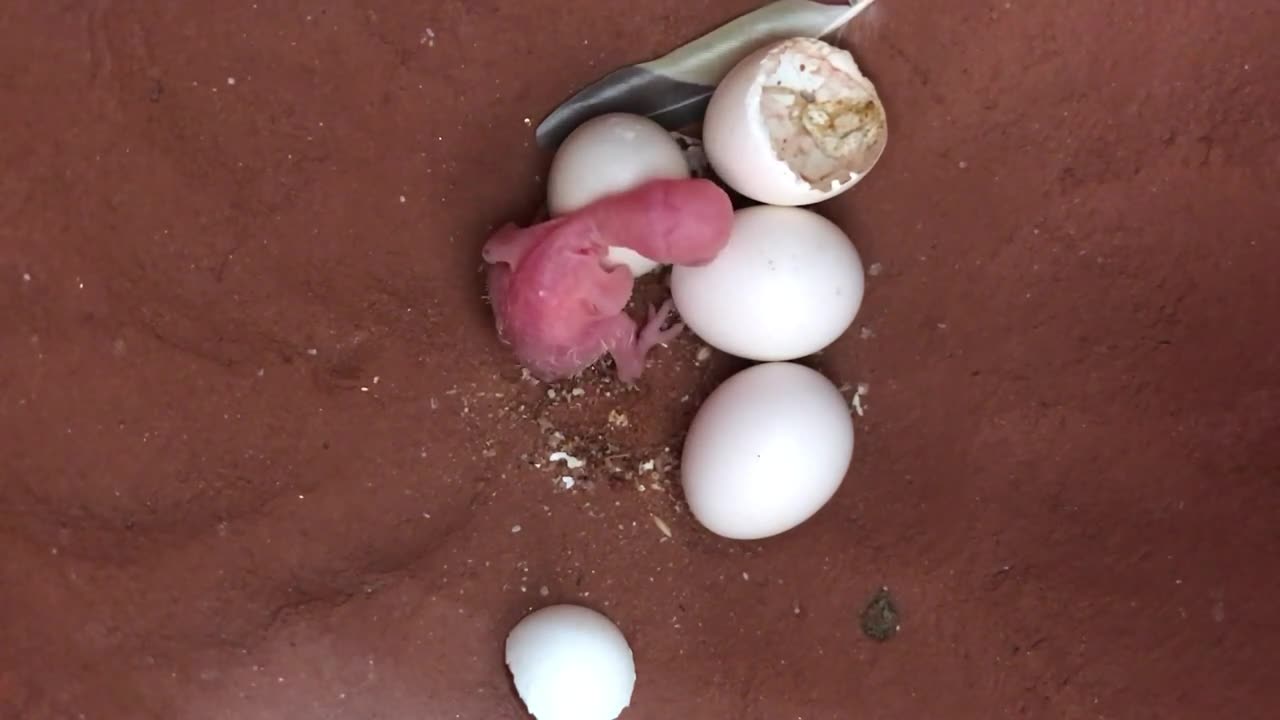 Budgie?parakeet feeding baby