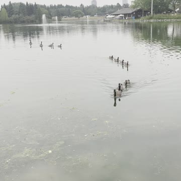 Geese in rows coming from the lake
